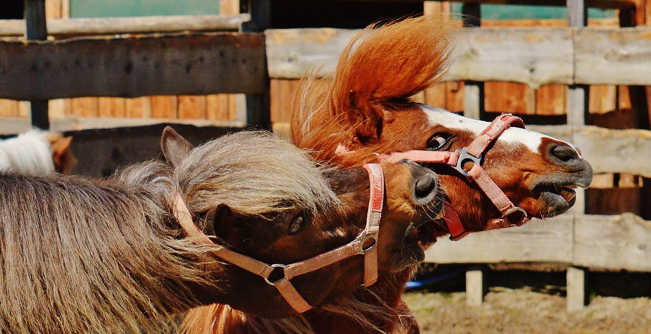 Arkliai, Žaisti, Juokinga, Gyvūnas, Ponis, Jūrų Pėstininkai, Gamta, Mielas, Geras Aiderbichl, Crazy