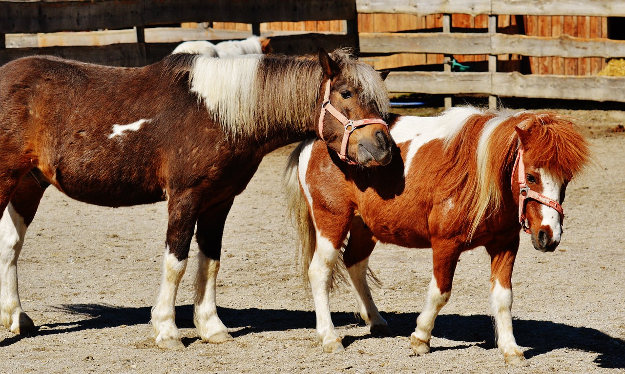 Arkliai, Pora, Smooch, Žaisti, Ponis, Juokinga, Gyvūnas, Jūrų Pėstininkai, Gamta, Mielas