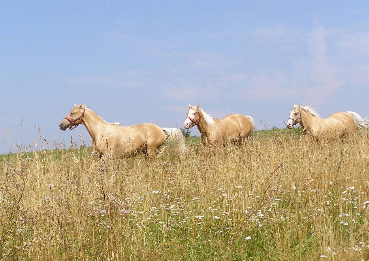 Arkliai, Galop, Pabegti, Gyvūnai, Pieva, Žolė, Vasara, Nemokamos Nuotraukos,  Nemokama Licenzija