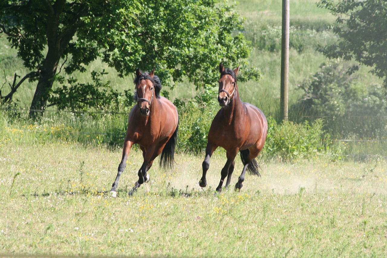 Arkliai, Lazdelės, Šokti, Nemokamos Nuotraukos,  Nemokama Licenzija