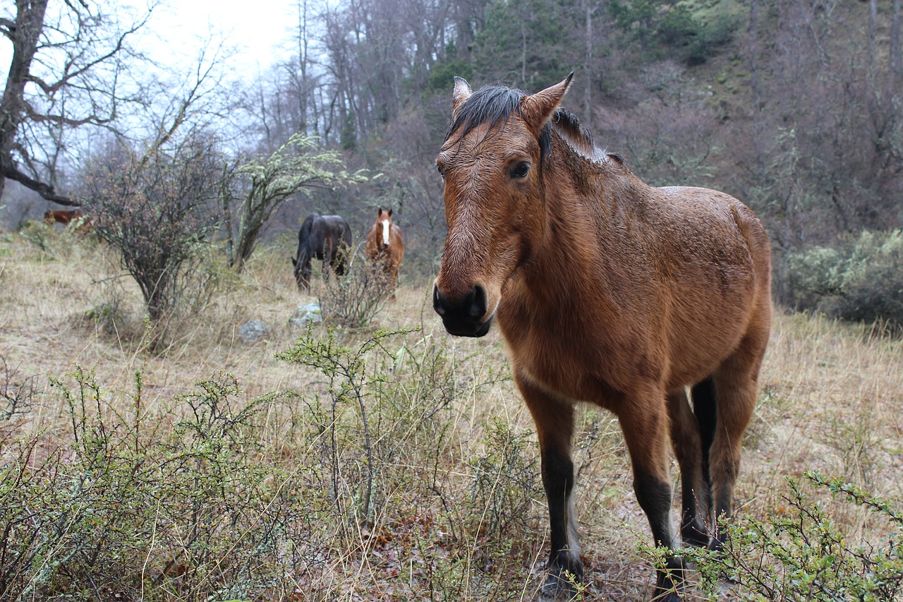 Arkliai, Gyvūnai, Laukas, Nemokamos Nuotraukos,  Nemokama Licenzija