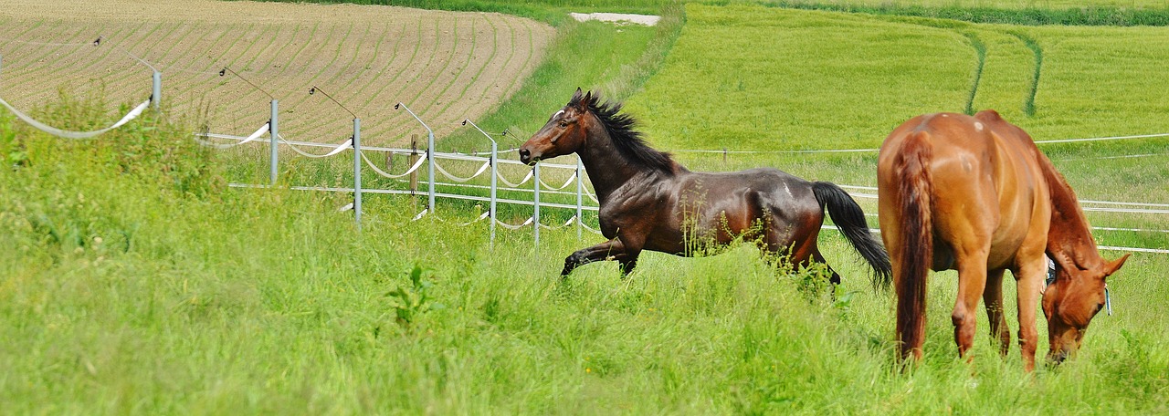 Arkliai, Dviems, Jungtis, Eržilas, Valgyti, Paddock, Ruda, Pieva, Ganykla, Ganyti