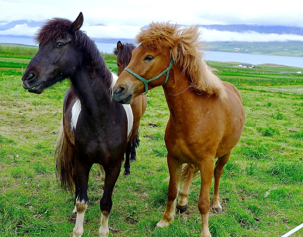 Arkliai, Poniai, Iceland, Ponis, Ūkis, Gyvūnas, Laukas, Žolė, Vasara, Ganykla