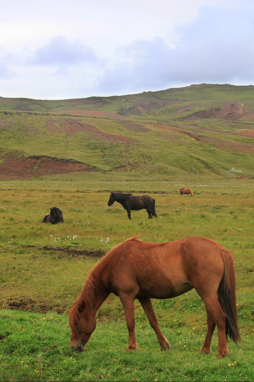 Arkliai, Kalvos, Iceland, Islandijos Žirgai, Arklys, Nemokamos Nuotraukos,  Nemokama Licenzija