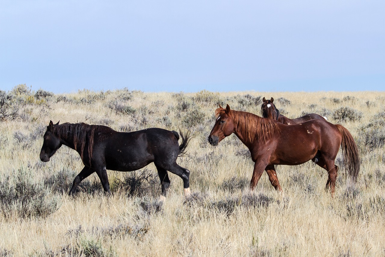 Arkliai, Laukiniai Arkliai, Mustangas, Amerikietiški Laukiniai Arkliai, Laukiniai Mustangai, Freilebend, Nemokamos Nuotraukos,  Nemokama Licenzija