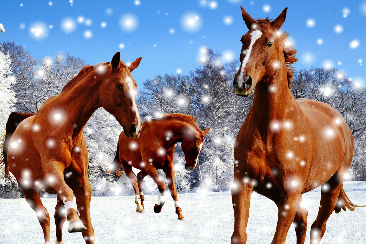 Arkliai, Jungtis, Žiema, Sniegas, Žaisti, Paddock, Žiemą, Nemokamos Nuotraukos,  Nemokama Licenzija