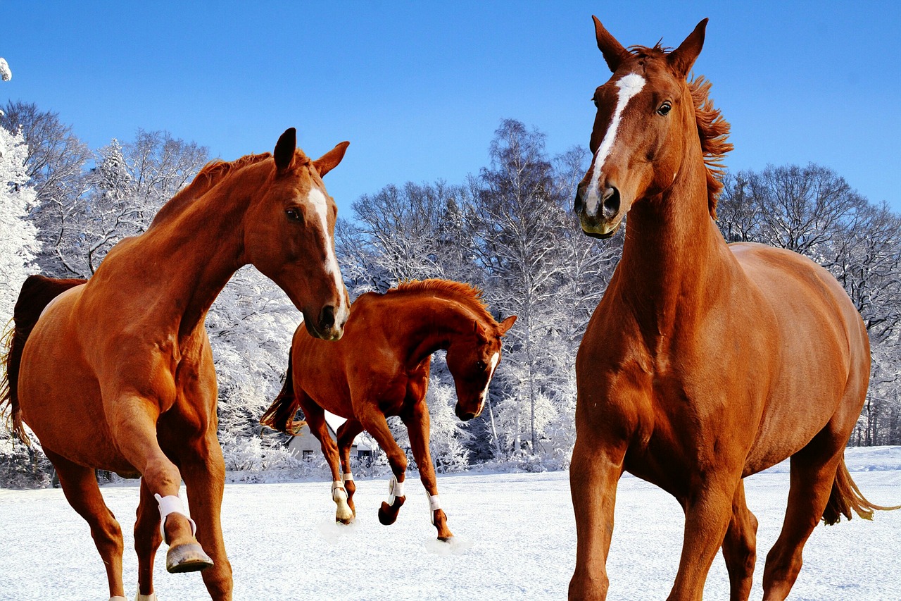 Arkliai, Jungtis, Žiema, Sniegas, Žaisti, Paddock, Žiemą, Nemokamos Nuotraukos,  Nemokama Licenzija