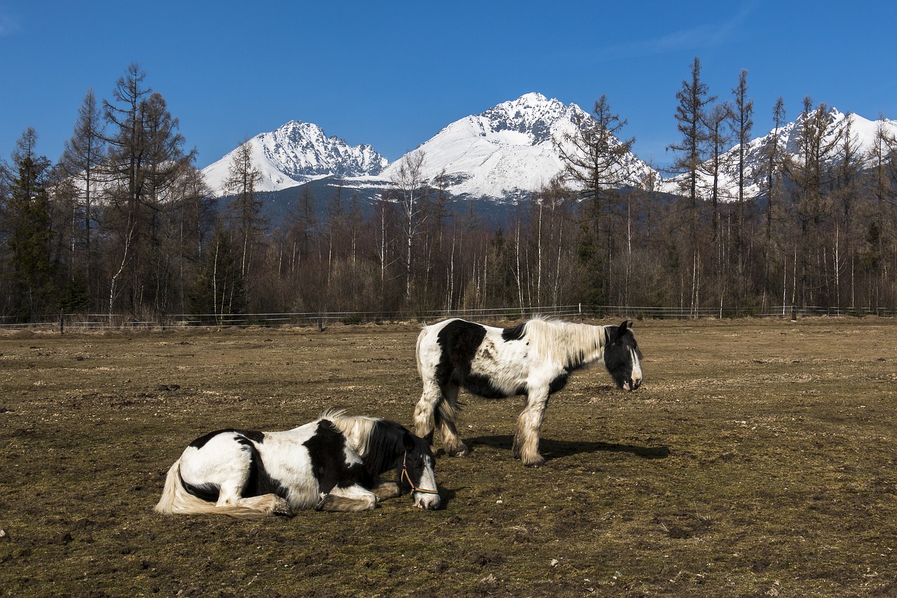 Arkliai, Gyvūnai, Pieva, Nemokamos Nuotraukos,  Nemokama Licenzija