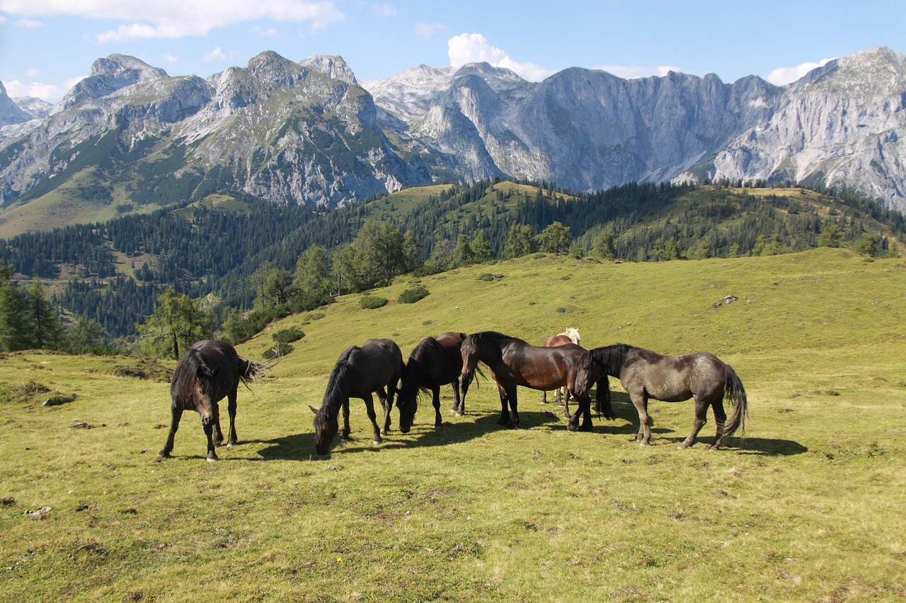 Arkliai, Kalnai, Alm, Kraštovaizdis, Nemokamos Nuotraukos,  Nemokama Licenzija