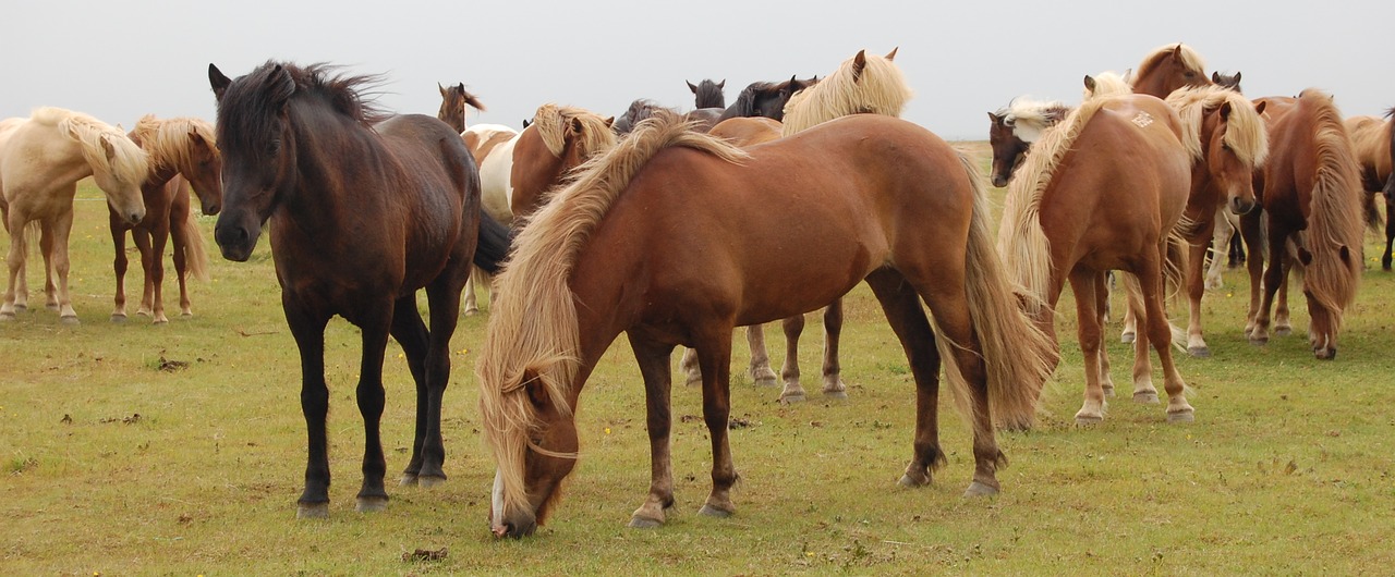 Arkliai, Iceland, Pieva, Nemokamos Nuotraukos,  Nemokama Licenzija