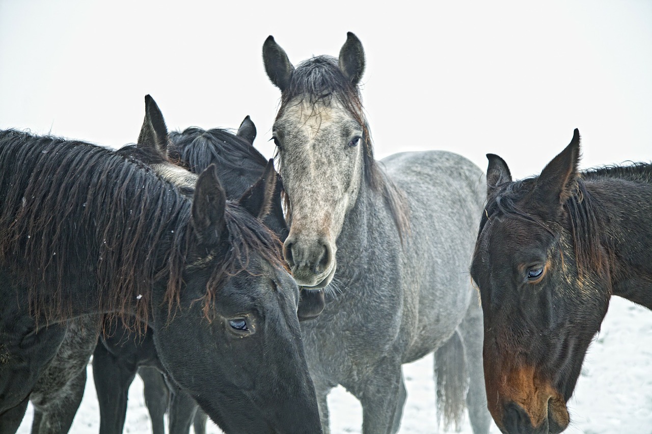 Arkliai, Jauni Žirgai, Eržilai, Žiemos Laikas, Žiema, Nemokamos Nuotraukos,  Nemokama Licenzija