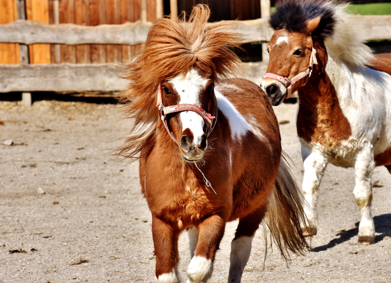 Arkliai, Žaisti, Juokinga, Gyvūnas, Ponis, Jūrų Pėstininkai, Gamta, Mielas, Geras Aiderbichl, Nemokamos Nuotraukos