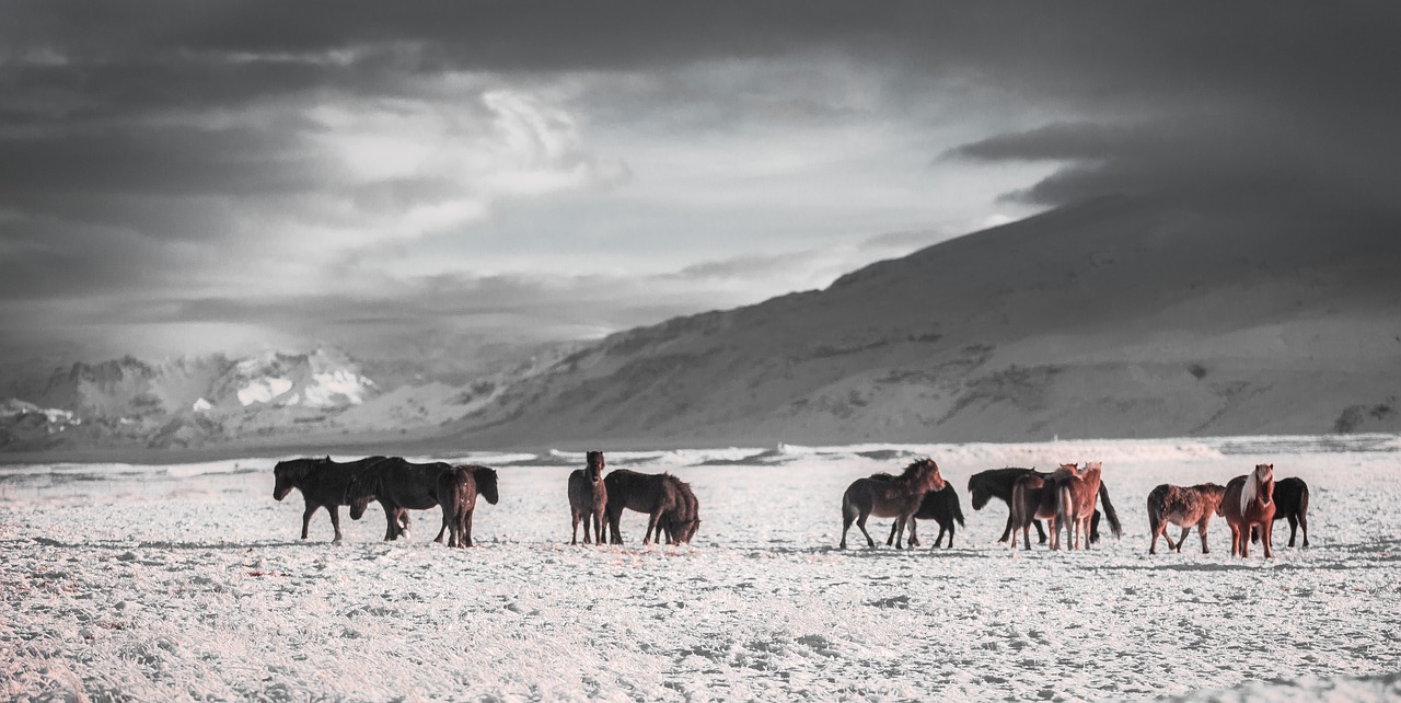 Arkliai, Žiema, Lauke, Laukiniai, Šaltas, Nemokamos Nuotraukos,  Nemokama Licenzija