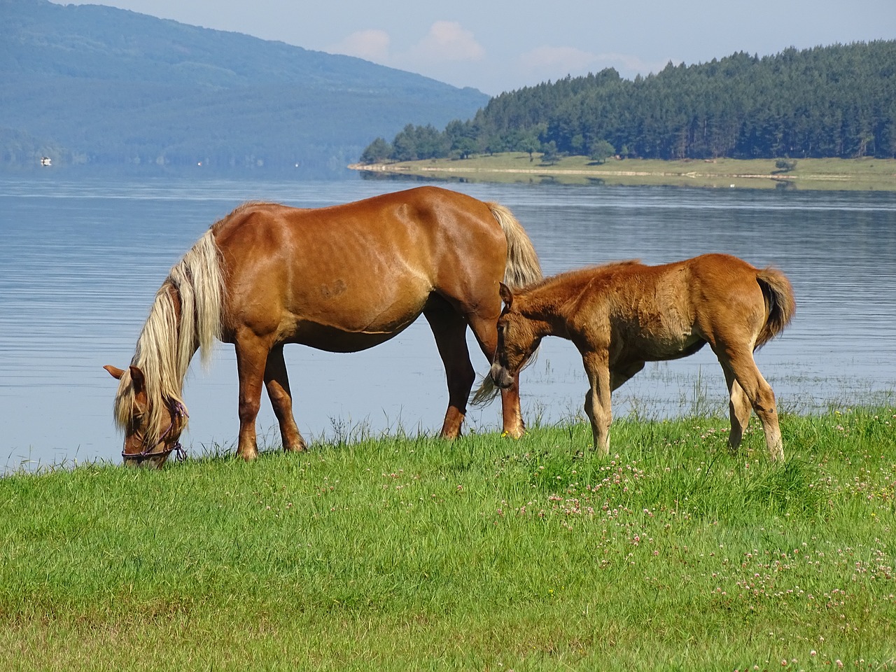 Arkliai, Gyvūnai, Gamta, Vanduo, Nemokamos Nuotraukos,  Nemokama Licenzija