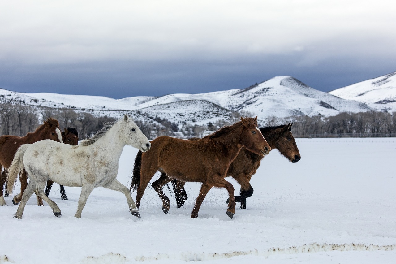 Arkliai, Vaikščioti, Panorama, Kraštovaizdis, Sniegas, Žiema, Diapazonas, Bandas, Gamta, Gyvūnai