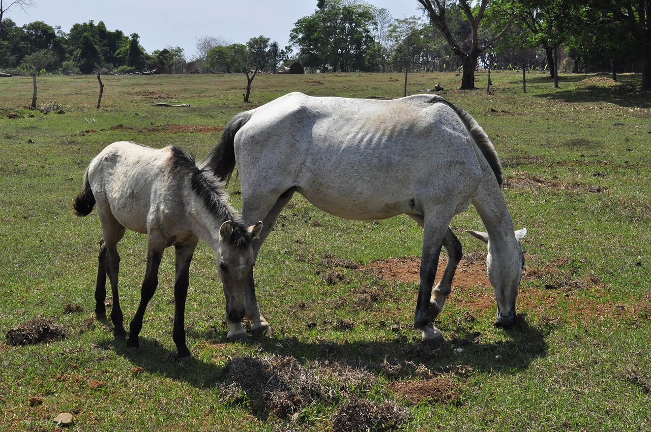 Arkliai, Ganykla, Žalias, Arklys, Ūkis, Animalia, Cheval, Pangarė, Kumelės, Nemokamos Nuotraukos