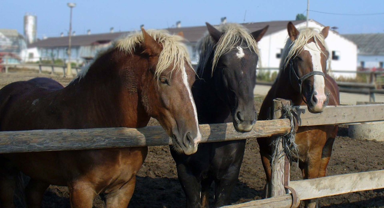 Arkliai, Kumelės, Eržilai, Bandas, Nemokamos Nuotraukos,  Nemokama Licenzija