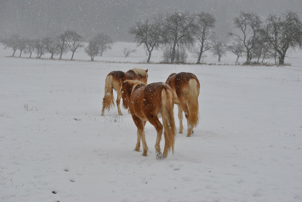 Arkliai, Haflinger, Žiema, Sniegas, Nemokamos Nuotraukos,  Nemokama Licenzija