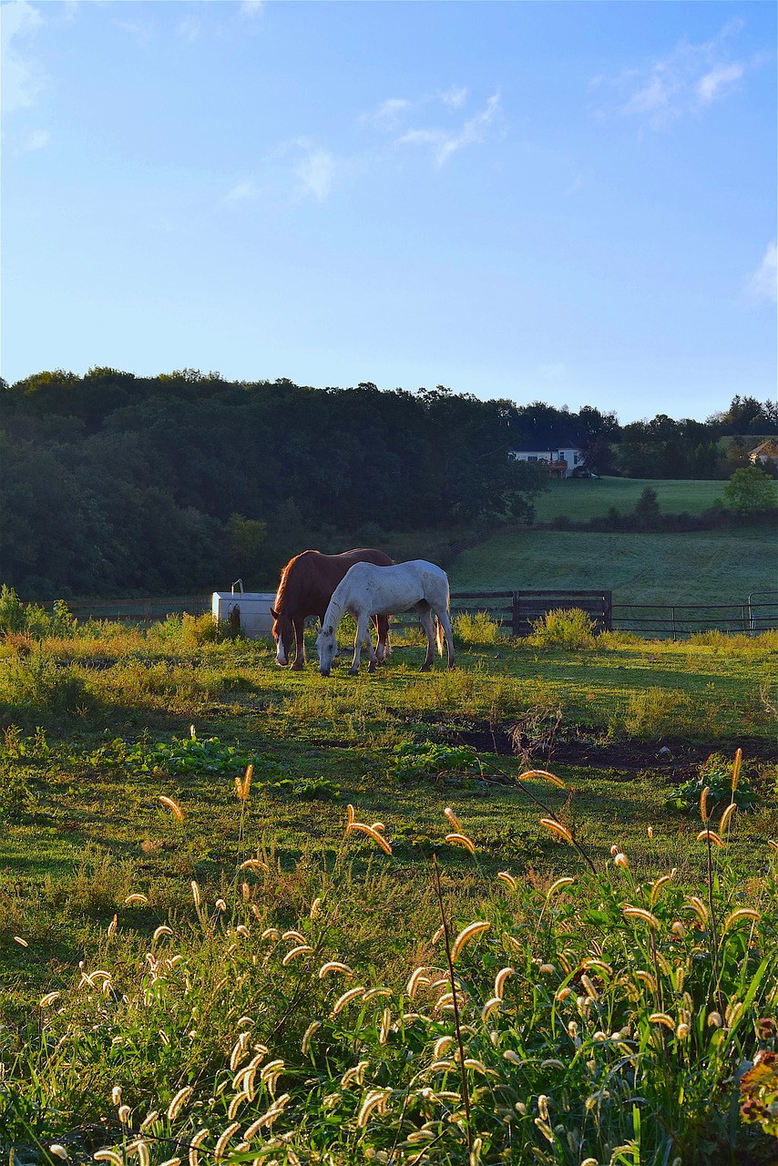 Arkliai, Saulėtekis, Žolė, Ūkis, Kraštovaizdis, Laukas, Vasara, Kaimas, Žemės Ūkio Paskirties Žemė, Saulės Šviesa