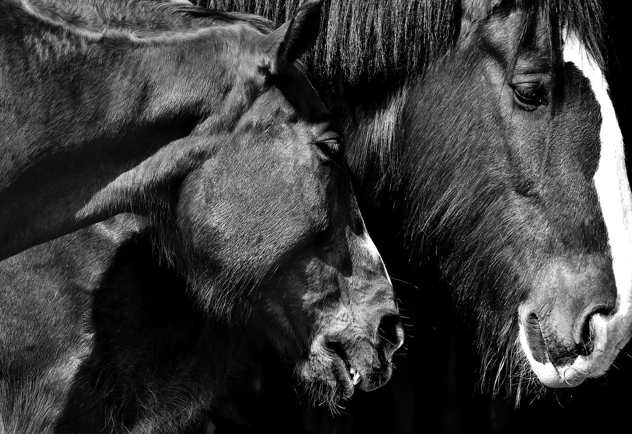 Arkliai, Draugystė, Meilė, Gyvūnai, Laukinės Gamtos Fotografija, Nemokamos Nuotraukos,  Nemokama Licenzija