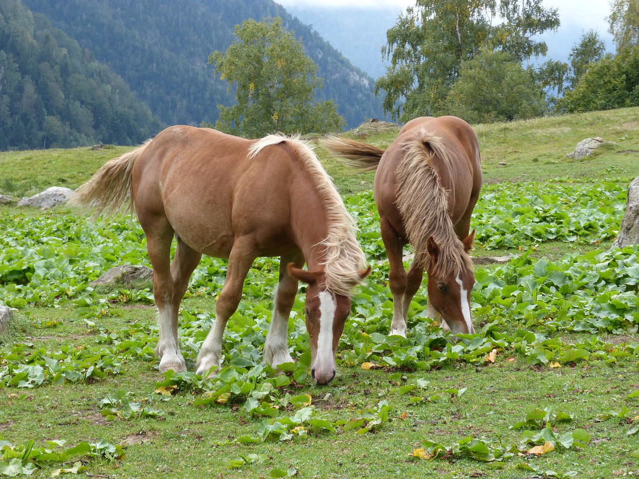 Arkliai, Prado, Pacer, Laisvė, Val Daran, Pora, Ganyklos, Prairie, Nemokamos Nuotraukos,  Nemokama Licenzija