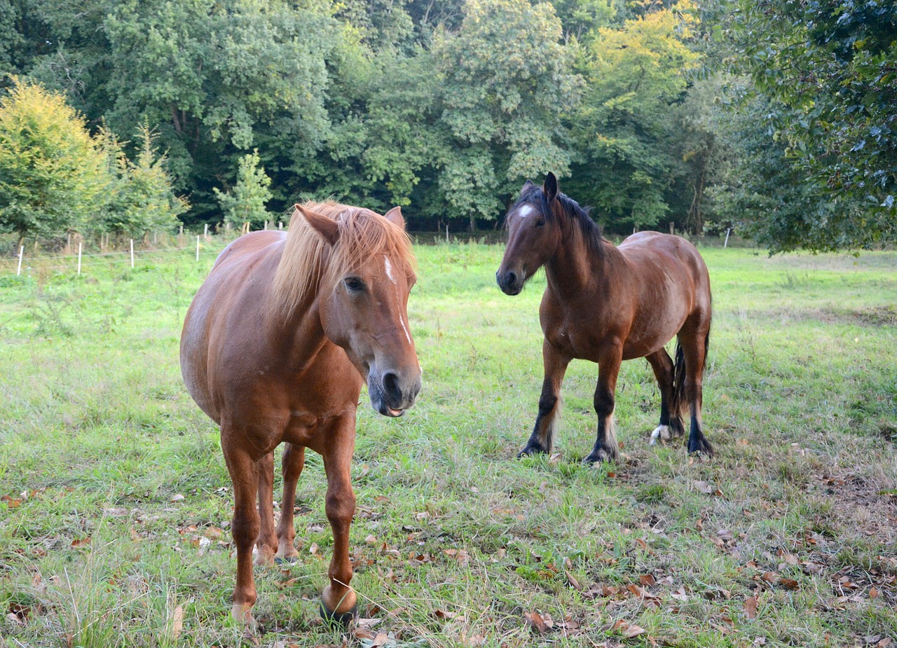 Arkliai, Mare, Standartas, Prairie, Pre, Jodinėjimas Arkliu, Gyvūnai, Gamta, Arklių Spalva Ruda, Nemokamos Nuotraukos