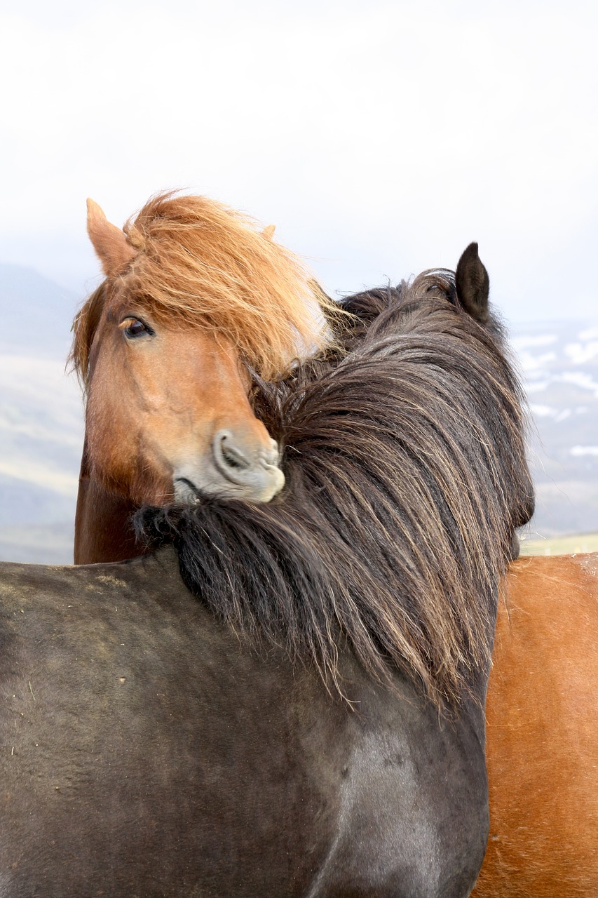Arkliai, Islandų Salos, Islandijos Arklys, Laukinės Gamtos Fotografija, Paddock, Iceland Pony, Iceland, Žiurkė, Nemokamos Nuotraukos,  Nemokama Licenzija