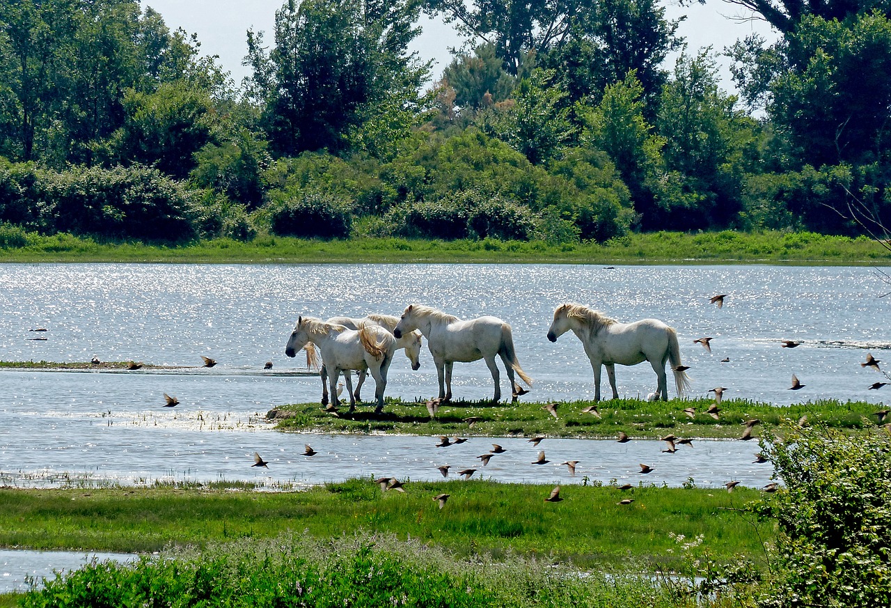 Arkliai, Vandenys, Gamta, Kaimas, Vasara, Nemokamos Nuotraukos,  Nemokama Licenzija