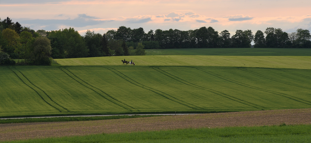 Arkliai,  Žemės,  Ganyklos,  Pobūdį,  Meadow,  Kraštovaizdis,  Laisvalaikis,  Važiuoti,  Jodinėjimas,  Amazonė