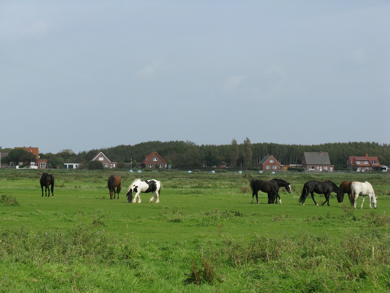 Arkliai, Ganykla, Palominas, Borkum, Nemokamos Nuotraukos,  Nemokama Licenzija