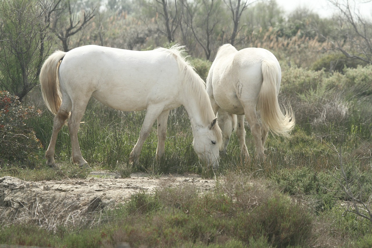 Arkliai,  Saintes-Maries-De-La-Mer,  Baltos Spalvos,  Camargue,  Prancūzija, Nemokamos Nuotraukos,  Nemokama Licenzija