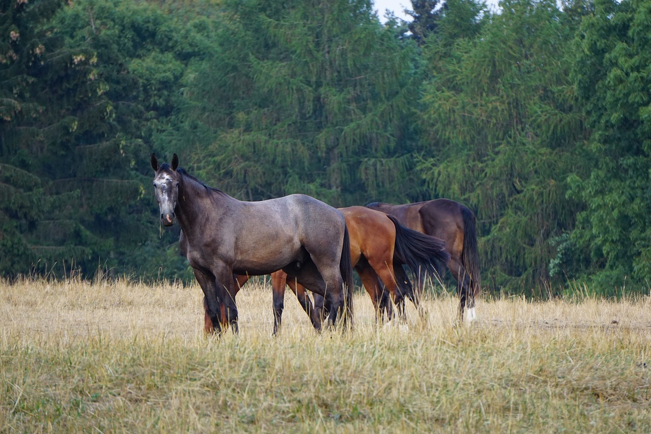 Arkliai,  Ganyklos,  Gyvūnai,  Gamta, Nemokamos Nuotraukos,  Nemokama Licenzija