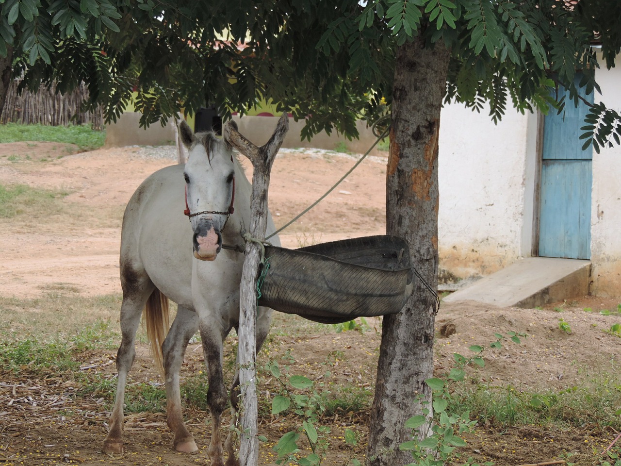 Arkliai, Gyvūnas, Haras, Nemokamos Nuotraukos,  Nemokama Licenzija