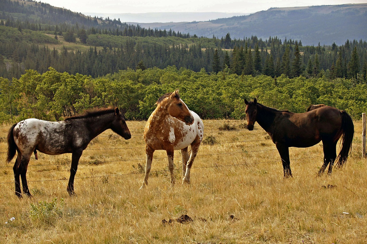 Arkliai, Laukinė Gamta, Gyvūnai, Kraštovaizdis, Montana, Gamta, Usa, Nemokamos Nuotraukos,  Nemokama Licenzija