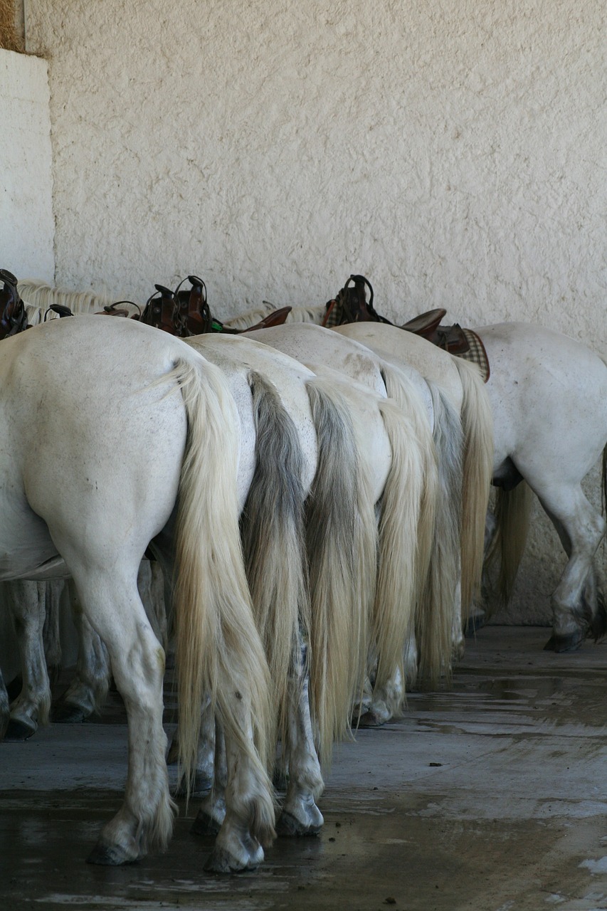 Arkliai, France, Camargue, Nemokamos Nuotraukos,  Nemokama Licenzija