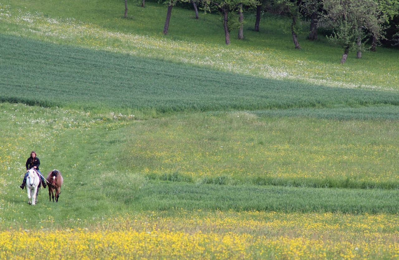 Arkliai, Važiuoti, Reiter, Jodinėjimas, Jodinėjimas, Nemokamos Nuotraukos,  Nemokama Licenzija