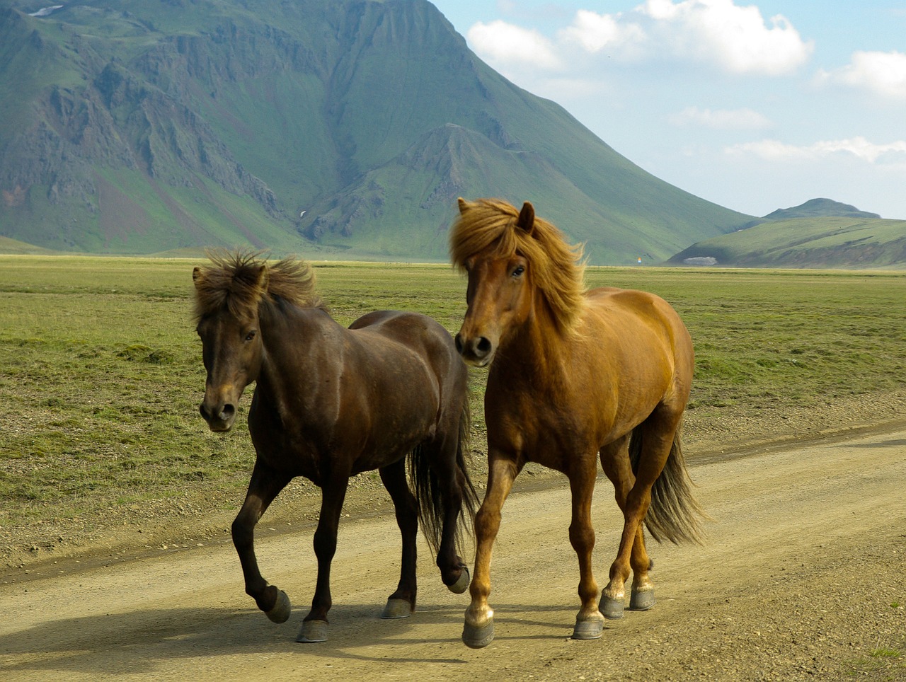 Arkliai, Iceland, Landmannalaugar, Nemokamos Nuotraukos,  Nemokama Licenzija