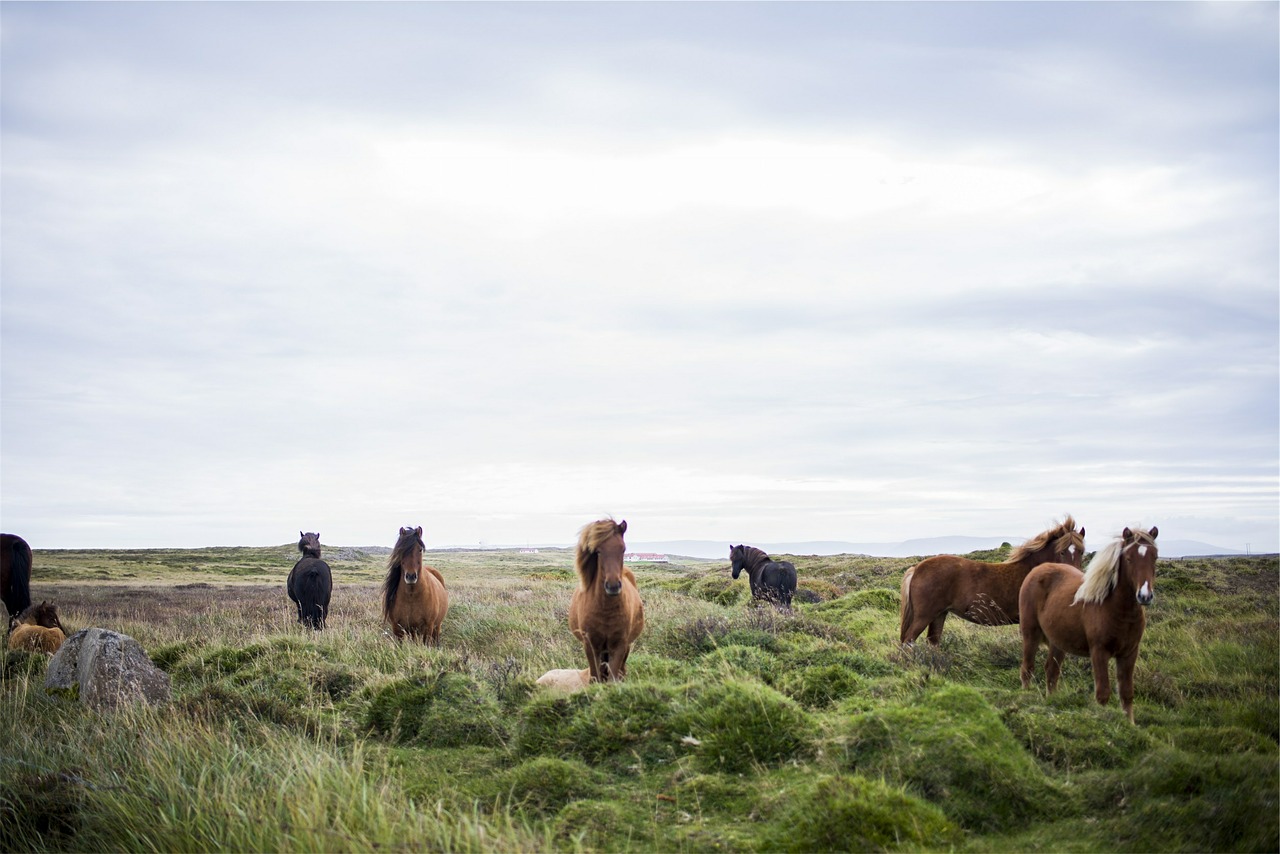 Arkliai, Iceland, Icelandic, Gyvūnai, Pieva, Ruda, Laukiniai, Gamta, Žinduoliai, Bandas