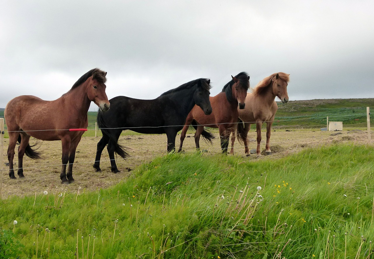 Arkliai, Kraštovaizdis, Gamta, Iceland, Nemokamos Nuotraukos,  Nemokama Licenzija