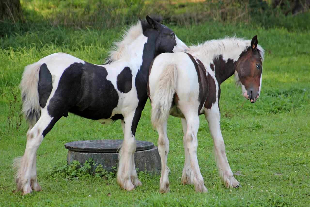 Arkliai, Ponis, Saldus, Draugai, Maža Arklių Veislė, Jungtis, Nemokamos Nuotraukos,  Nemokama Licenzija