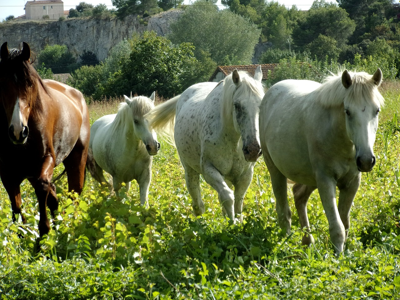 Arkliai, Arklys, Mare, Gyvūnai, Jodinėjimas Arkliu, Bandas, Nemokamos Nuotraukos,  Nemokama Licenzija