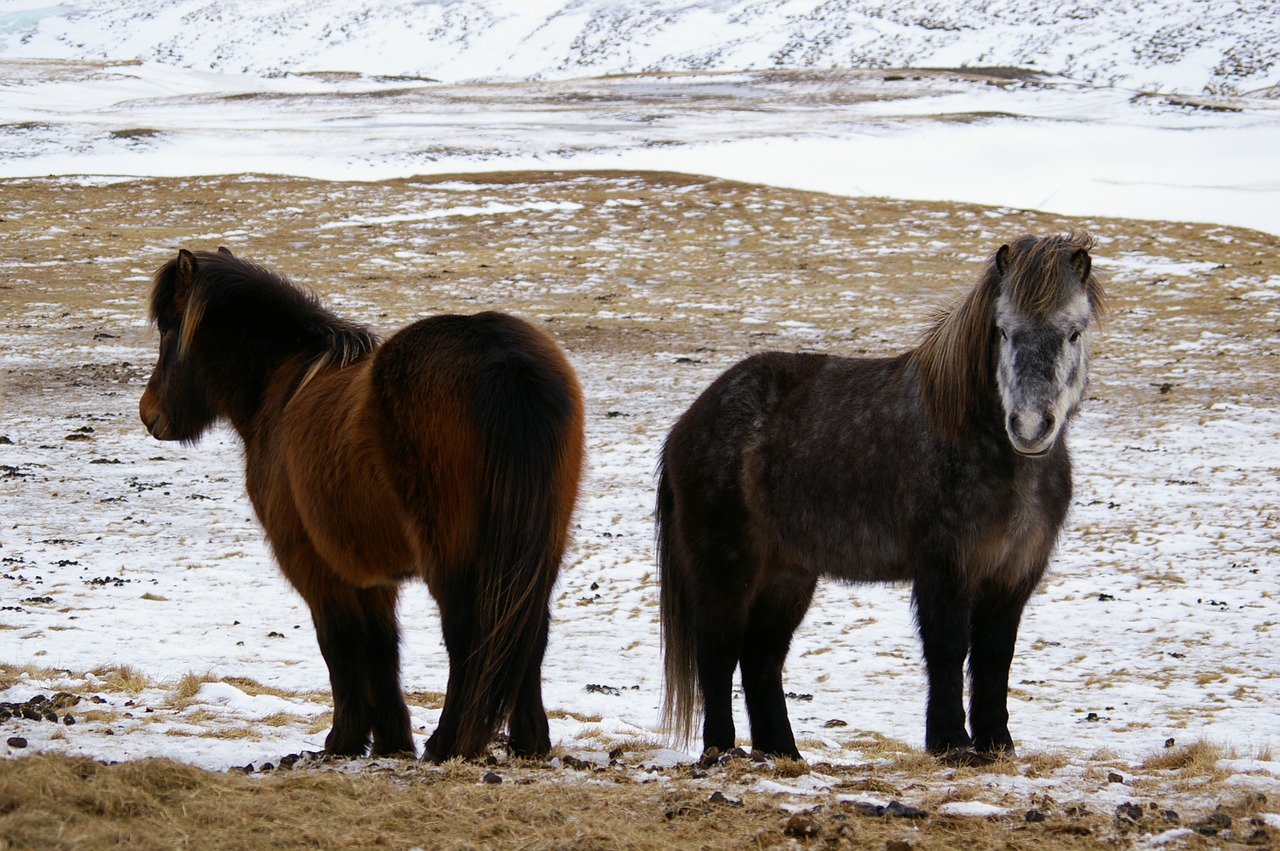 Arkliai, Šaltas, Sniegas, Žiema, Arkliai, Lauke, Ponis, Iceland, Laukiniai, Nemokamos Nuotraukos