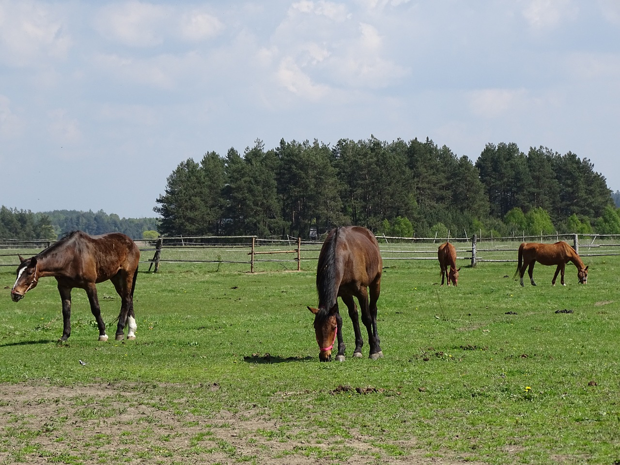 Arkliai,  Ganyklos,  Žolė, Nemokamos Nuotraukos,  Nemokama Licenzija