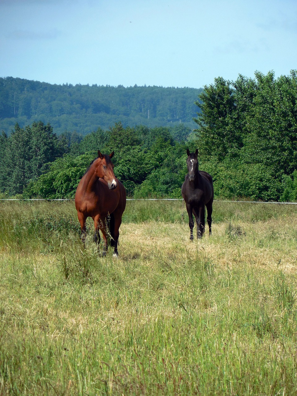 Arkliai,  Paddock,  Jungtis,  Ganykla,  Žiurkė,  Ganyti,  Arklio Galva,  Pferdeportrait, Nemokamos Nuotraukos,  Nemokama Licenzija