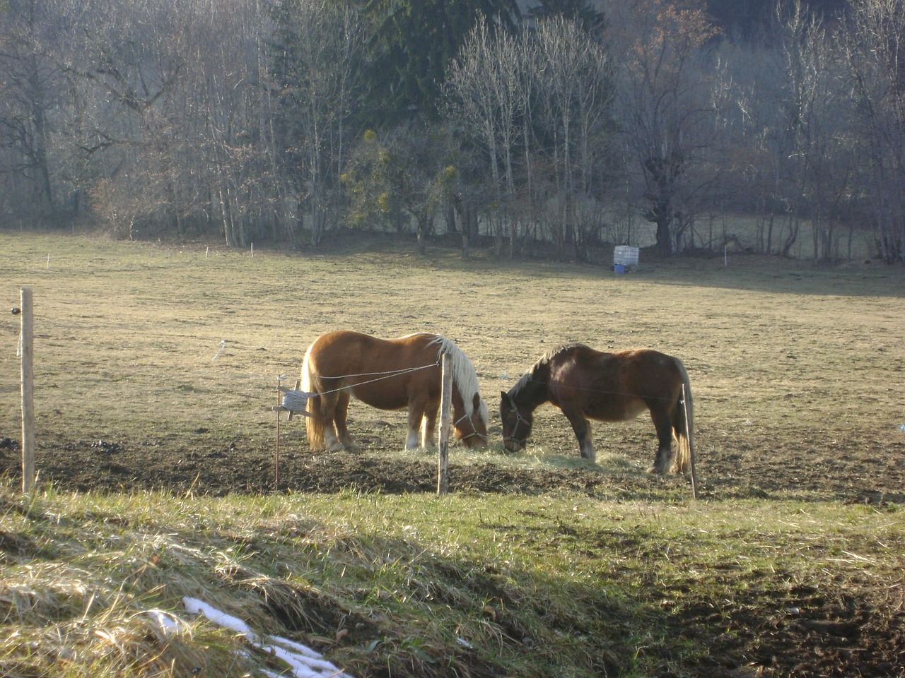 Arkliai, France, Laukiniai, Nemokamos Nuotraukos,  Nemokama Licenzija