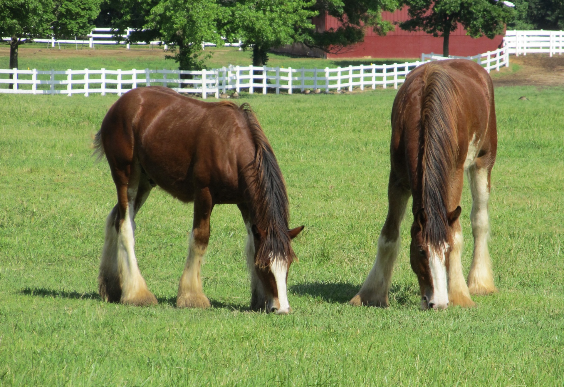 Arkliai,  Clydesdales,  Amžius,  Jaunas,  Ganymas,  Ganykla,  Corral,  Tvora,  Paddock,  Ūkis