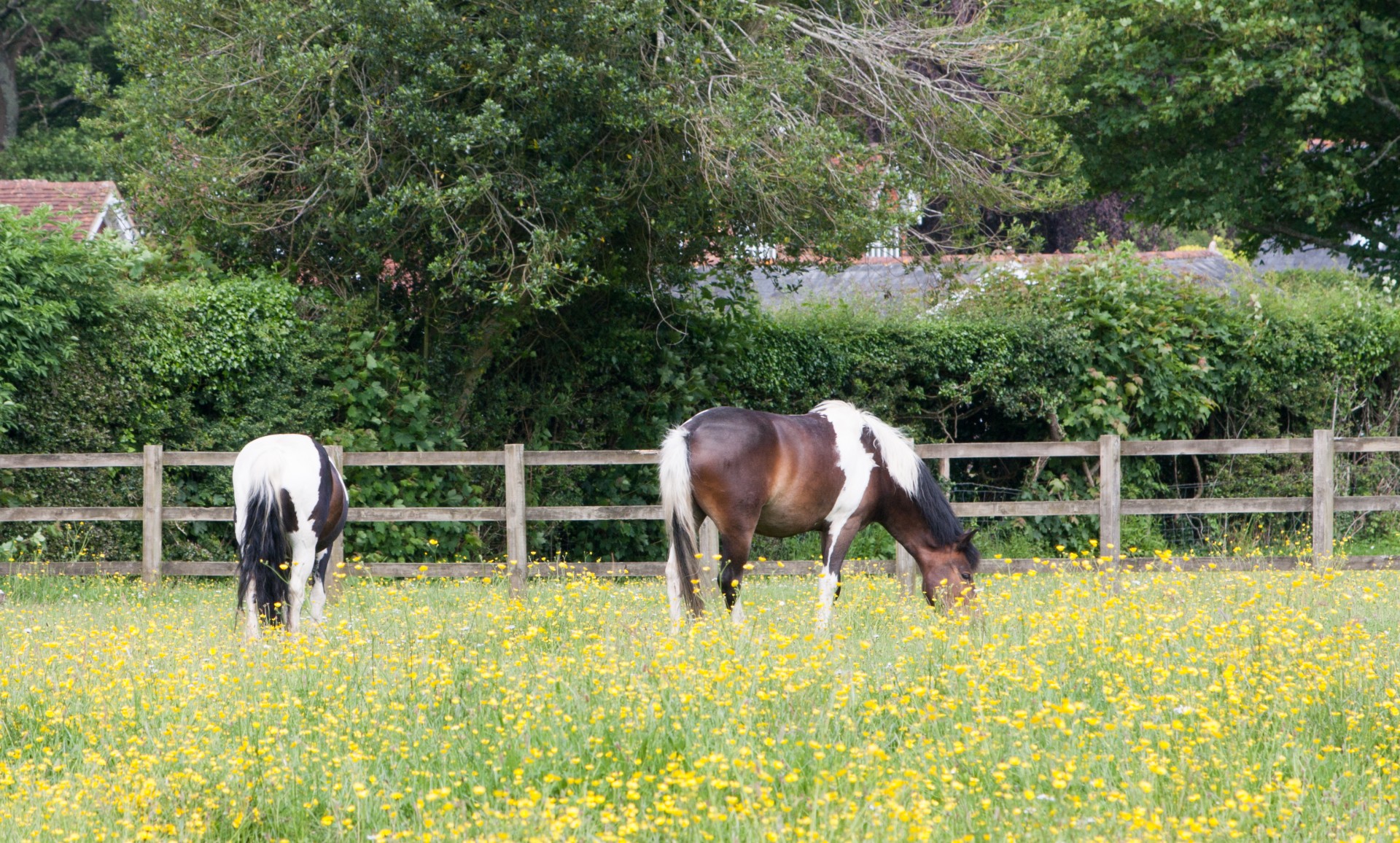 Arklys,  Arkliai,  Ganymas,  Buttercup,  Buttercups,  Pieva,  Buttercup & Nbsp,  Pieva,  Gražus,  Arkliai