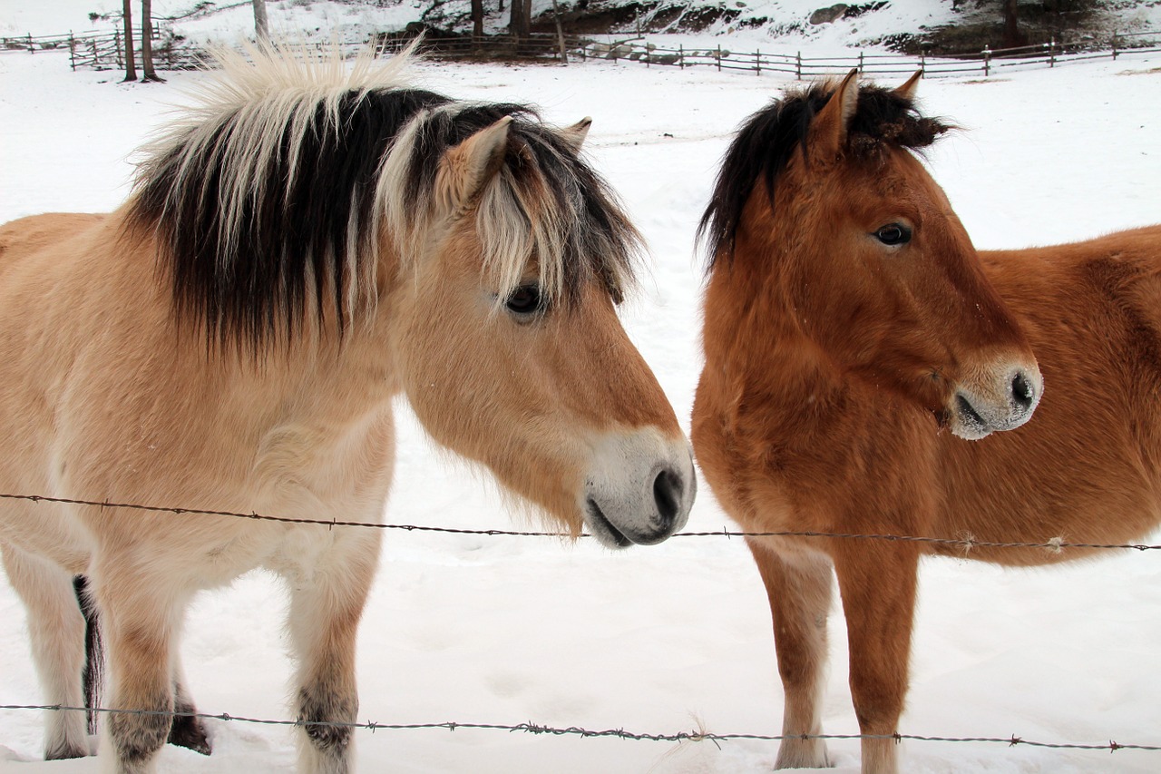 Arkliai Indų Poniai, Draugai, Ponis, Arklys, Indijos, Ruda, Žiurkė, Asilas, Nemokamos Nuotraukos,  Nemokama Licenzija