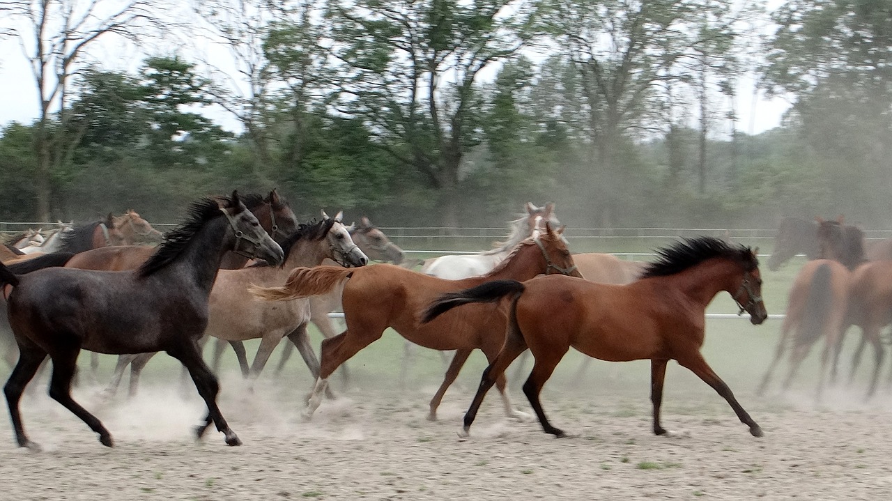 Žirgai Kelyje, Przepęd, Grįžti Į Tvartus, Stud, Dulkės, Arklys, Arkliai, Gamta, Gyvūnas, Galop