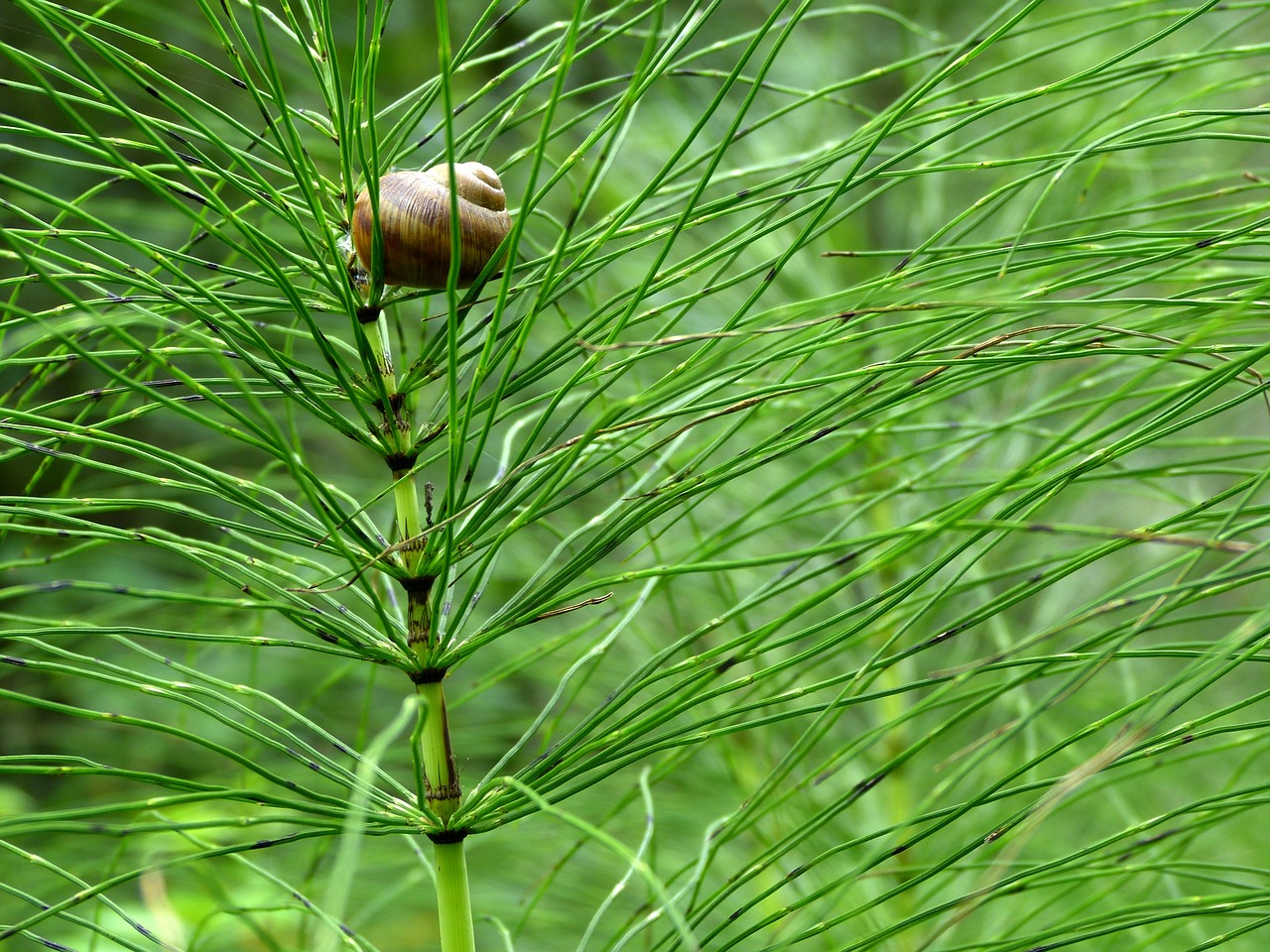 Asilas, Lukštas, Žalias, Augalas, Gamta, Uždaryti, Equisetum, Nemokamos Nuotraukos,  Nemokama Licenzija